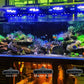 100W Coral Reef LED Aquarium Light | Sunrise & Sunset Saltwater Lamp