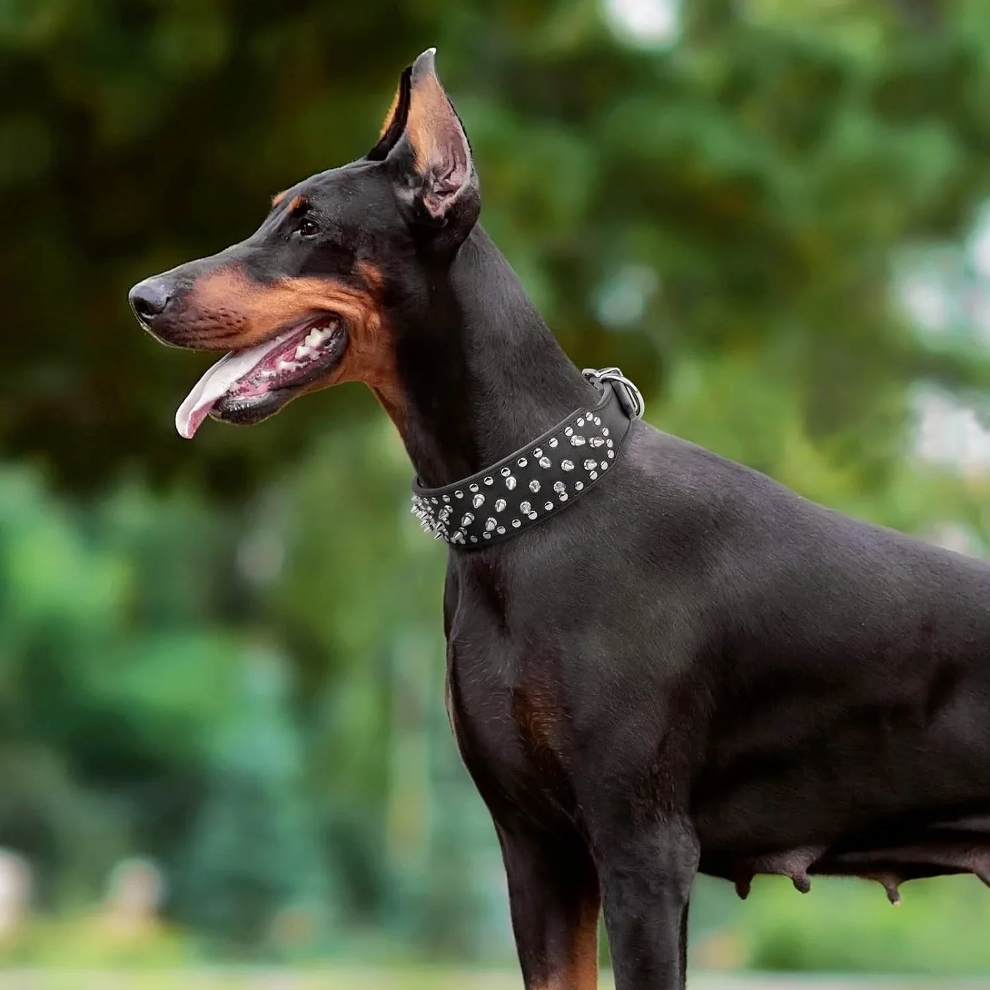 Wide Spiked Skull Dog Collar | Studded Leather Bully Collar for Large