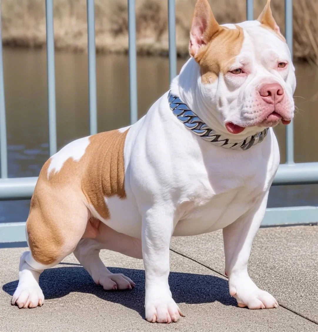 Heavy Duty Stainless Steel Dog Chain Collar - Training & Show Collar