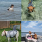 Shark Dog Life Jacket | High Buoyancy Swimming Safety Vest + Handle