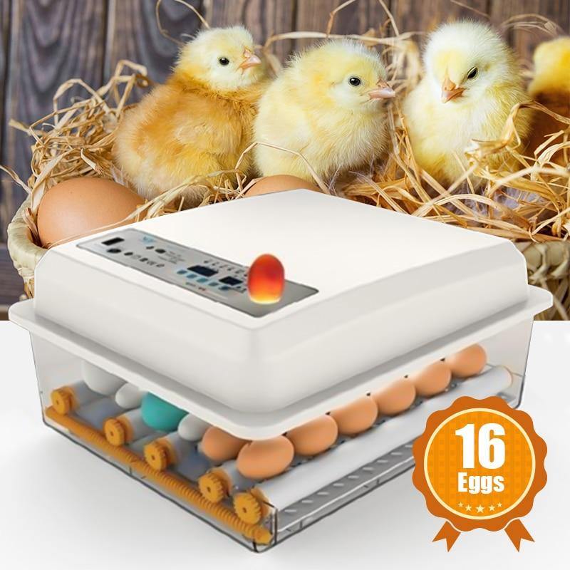 Chick Hatchery Automatic Incubation Poultry Equipment - Buy Confidently with Smart Sales Australia