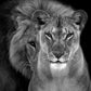 Powerful Black and White Animal Print Canvas with Over 100 Styles and Sizes - Buy Confidently with Smart Sales Australia