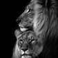 Powerful Black and White Animal Print Canvas with Over 100 Styles and Sizes - Buy Confidently with Smart Sales Australia