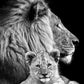 Powerful Black and White Animal Print Canvas with Over 100 Styles and Sizes - Buy Confidently with Smart Sales Australia