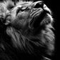 Powerful Black and White Animal Print Canvas with Over 100 Styles and Sizes - Buy Confidently with Smart Sales Australia