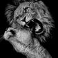 Powerful Black and White Animal Print Canvas with Over 100 Styles and Sizes - Buy Confidently with Smart Sales Australia
