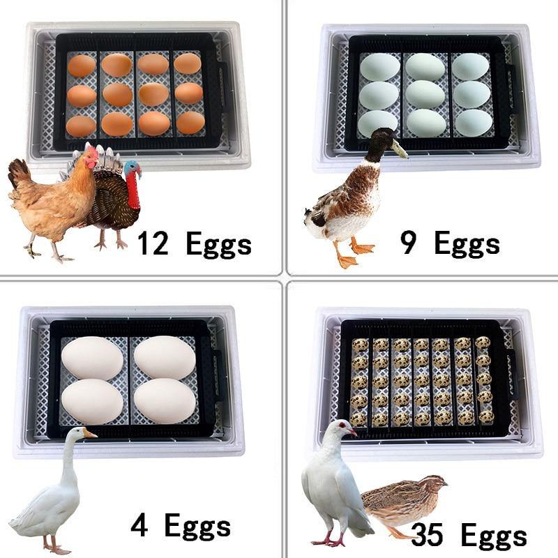 Superb Automated Digital Bird Egg Brooding Tool - Buy Confidently with Smart Sales Australia